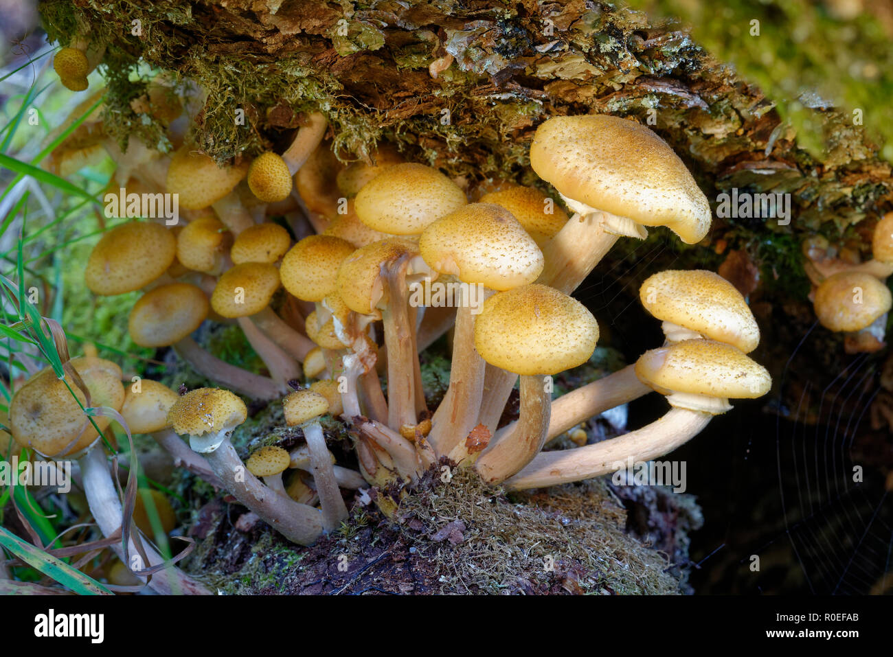 Immature Honey Fungus - Armillaria mellea  on Birch Stock Photo