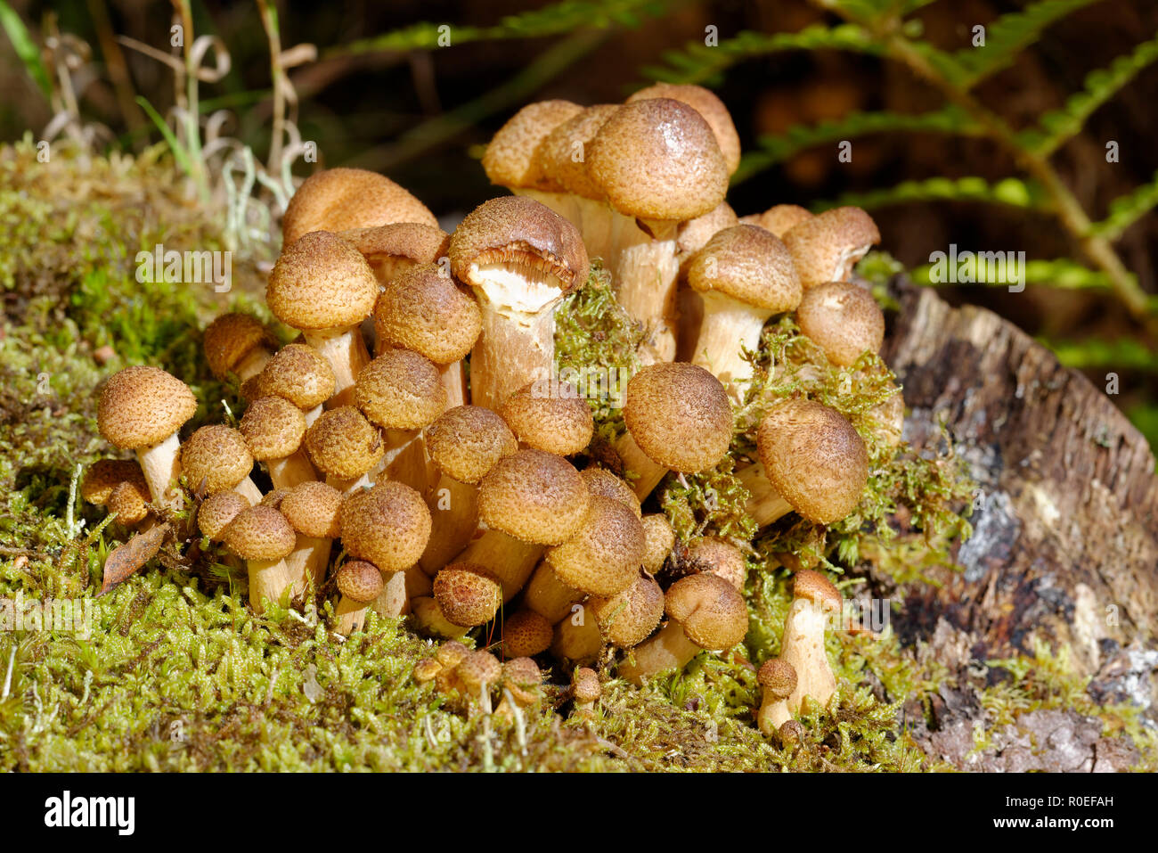 Immature Honey Fungus - Armillaria mellea  on Birch Stock Photo