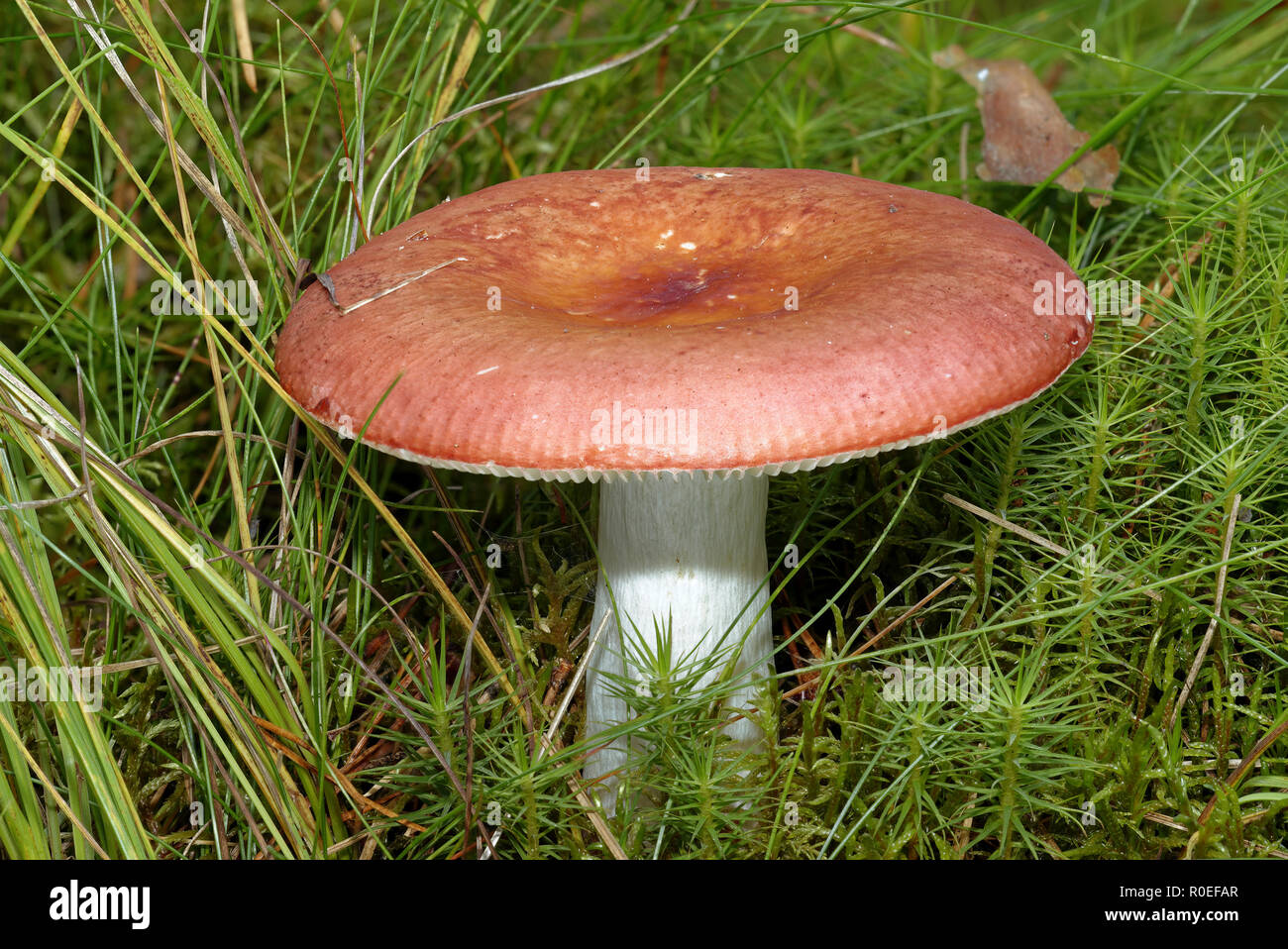 Birch Brittlegill Russula betularum Loch Garten, Highland, Scotland