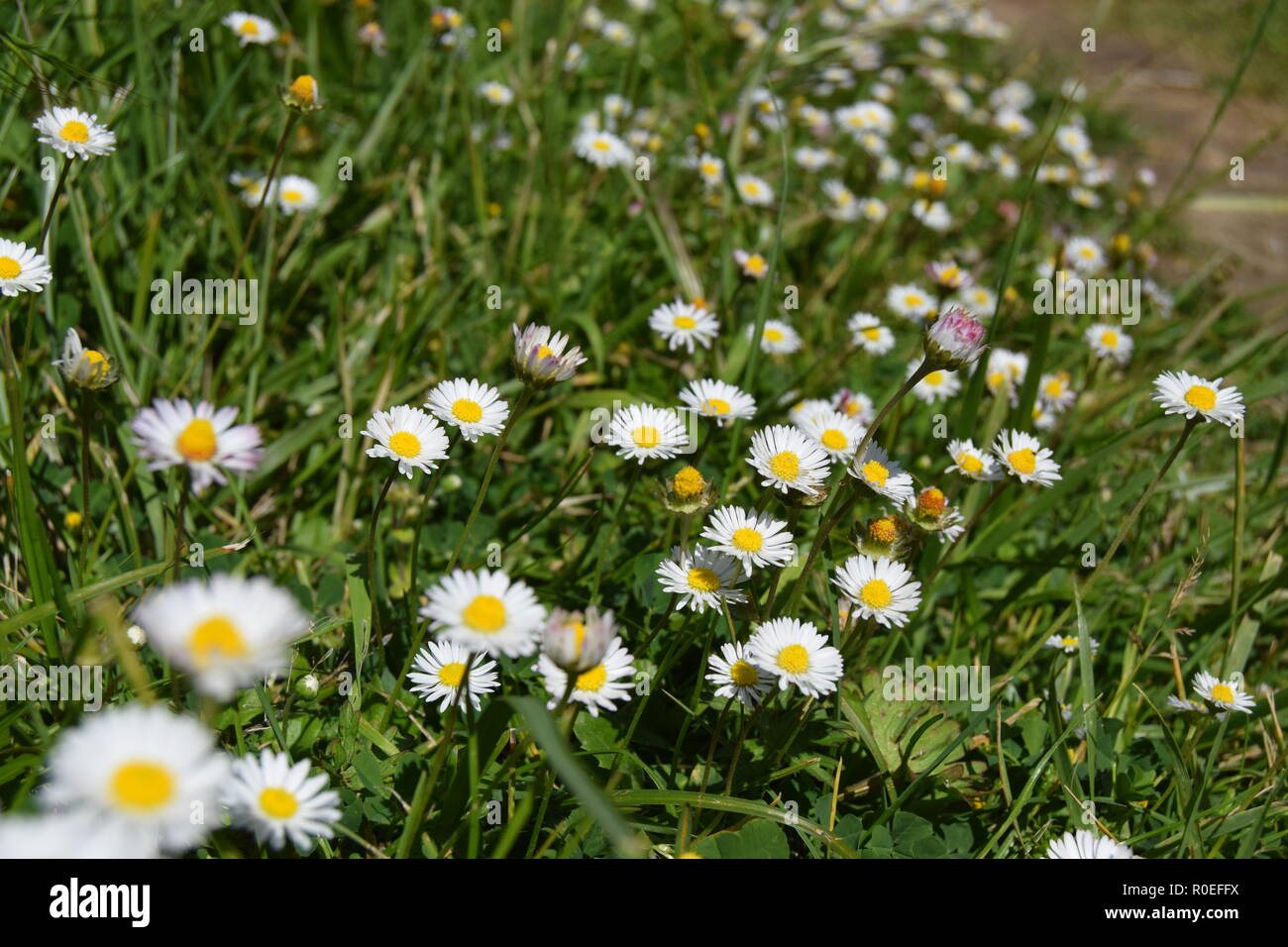 a field full of daisies in a green land of San Sebastian Stock Photo