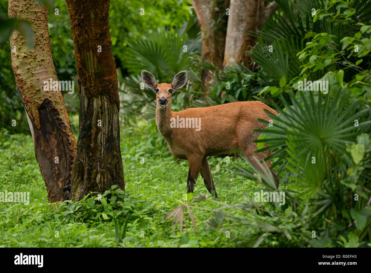 A female Marsh Deer from North Pantanal, Brazil Stock Photo