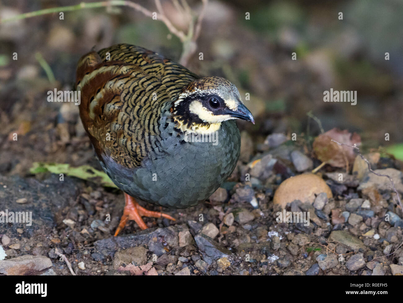 Asian partridge hi-res stock photography and images - Alamy