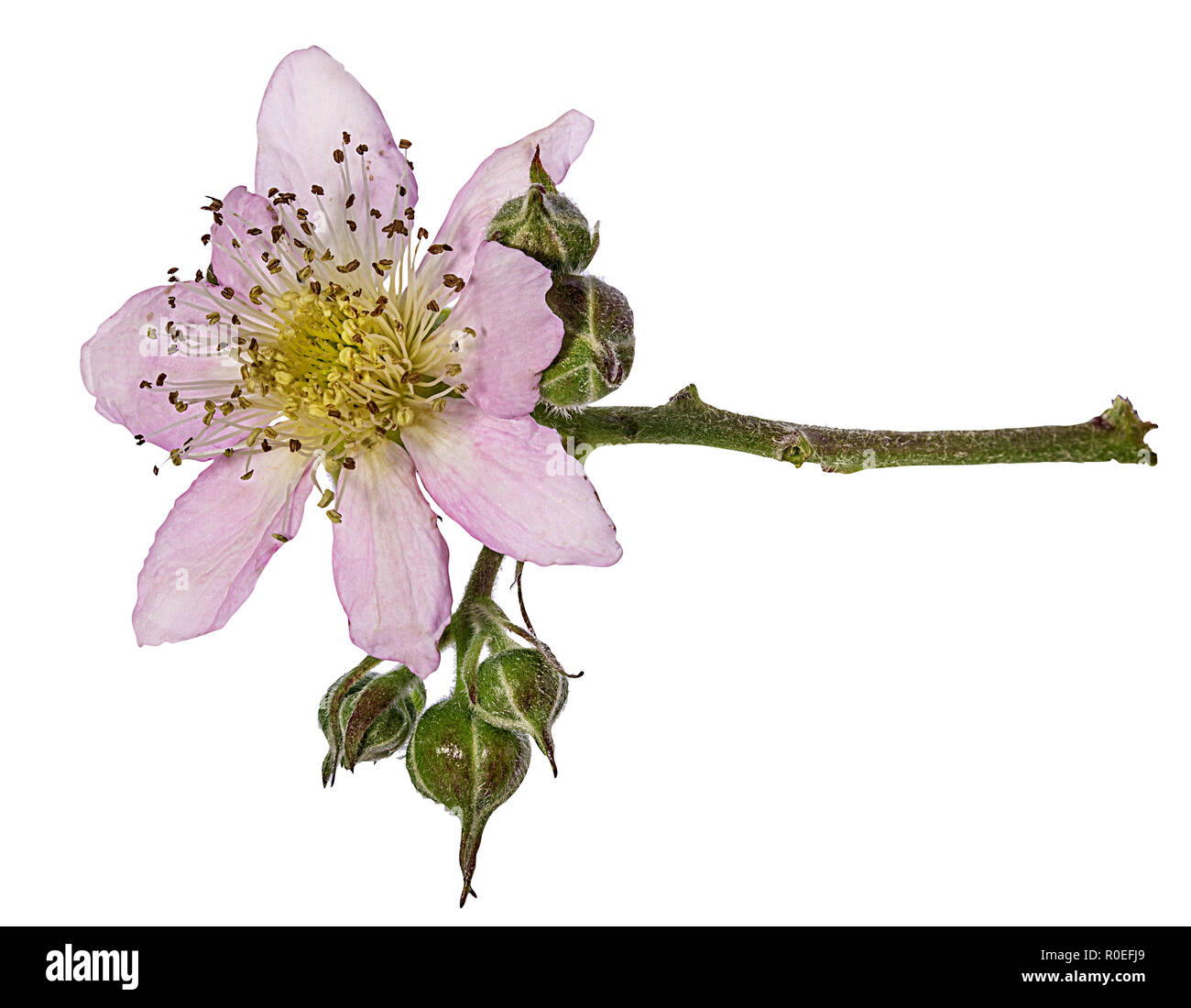 Blackberry  flowers isolated on white background clipping path Stock Photo