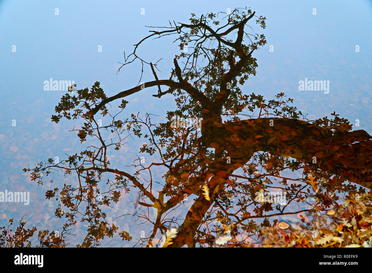 Autumn Lake Water Reflections (Trees & Leaves) #2 Stock Photo - Alamy