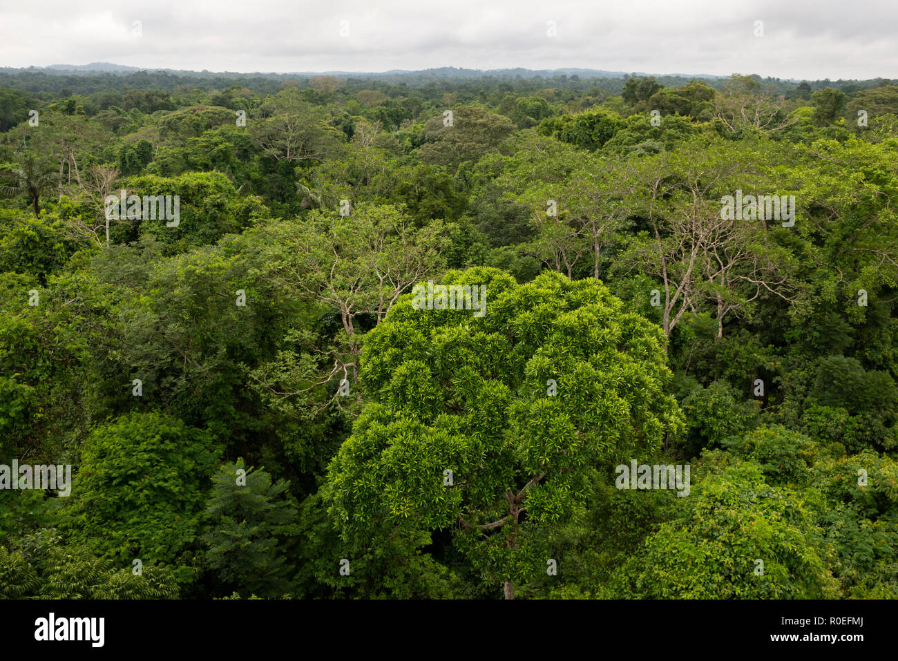 The Amazon Rainforest from above, at Cristalino Lodge, South Amazon, Brazil Stock Photo