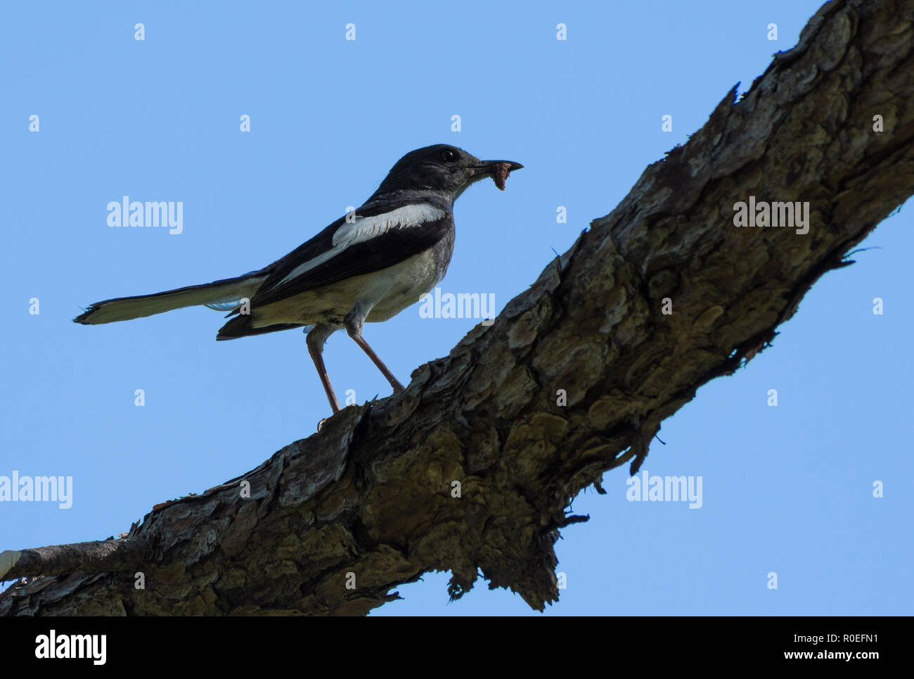 An Oriental Magpie-Robin (Copsychus saularis) foraging on a tree. Taiwan, China. Stock Photo