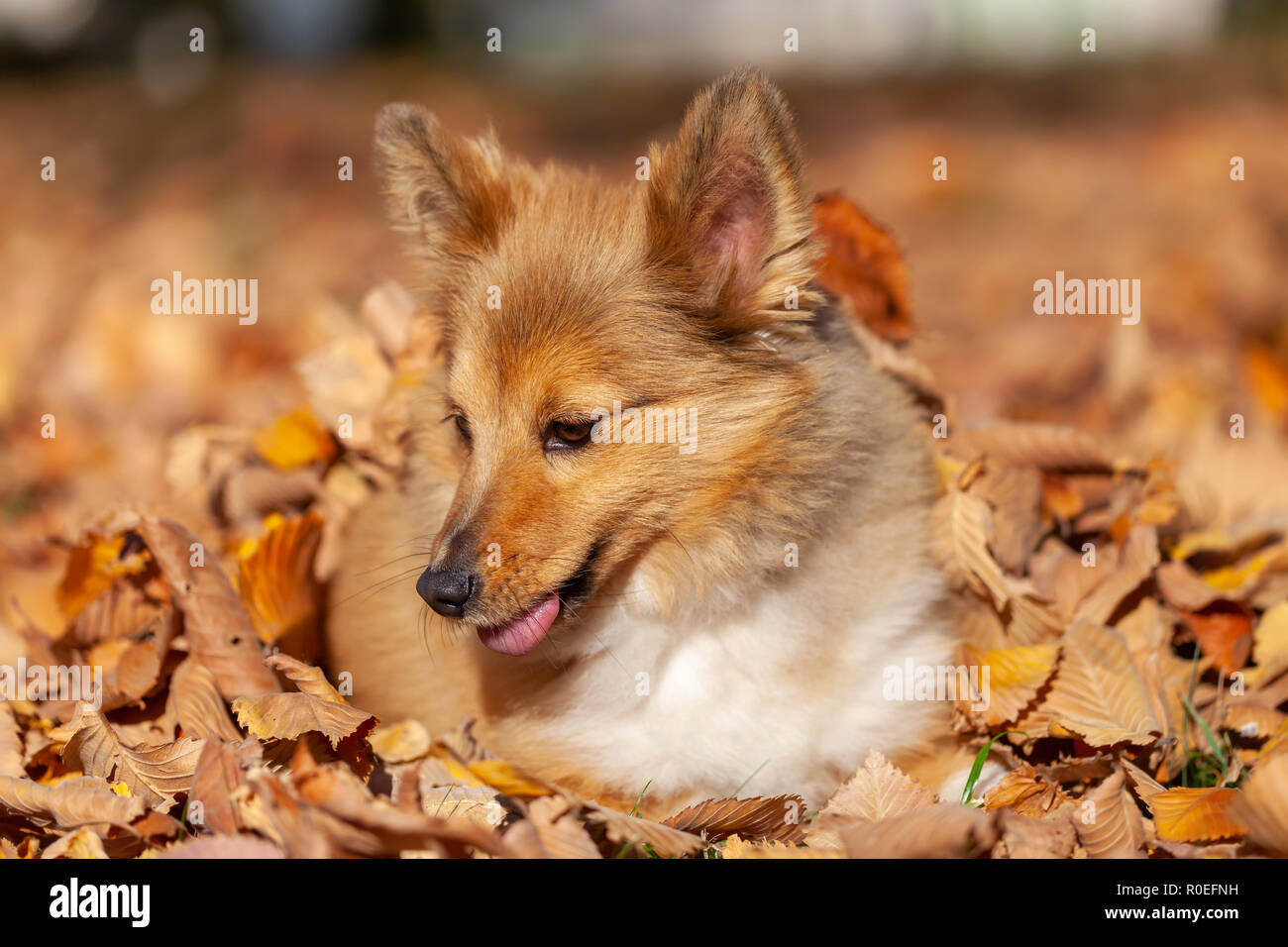 Shetland sheepdog lying hi-res stock photography and images - Alamy