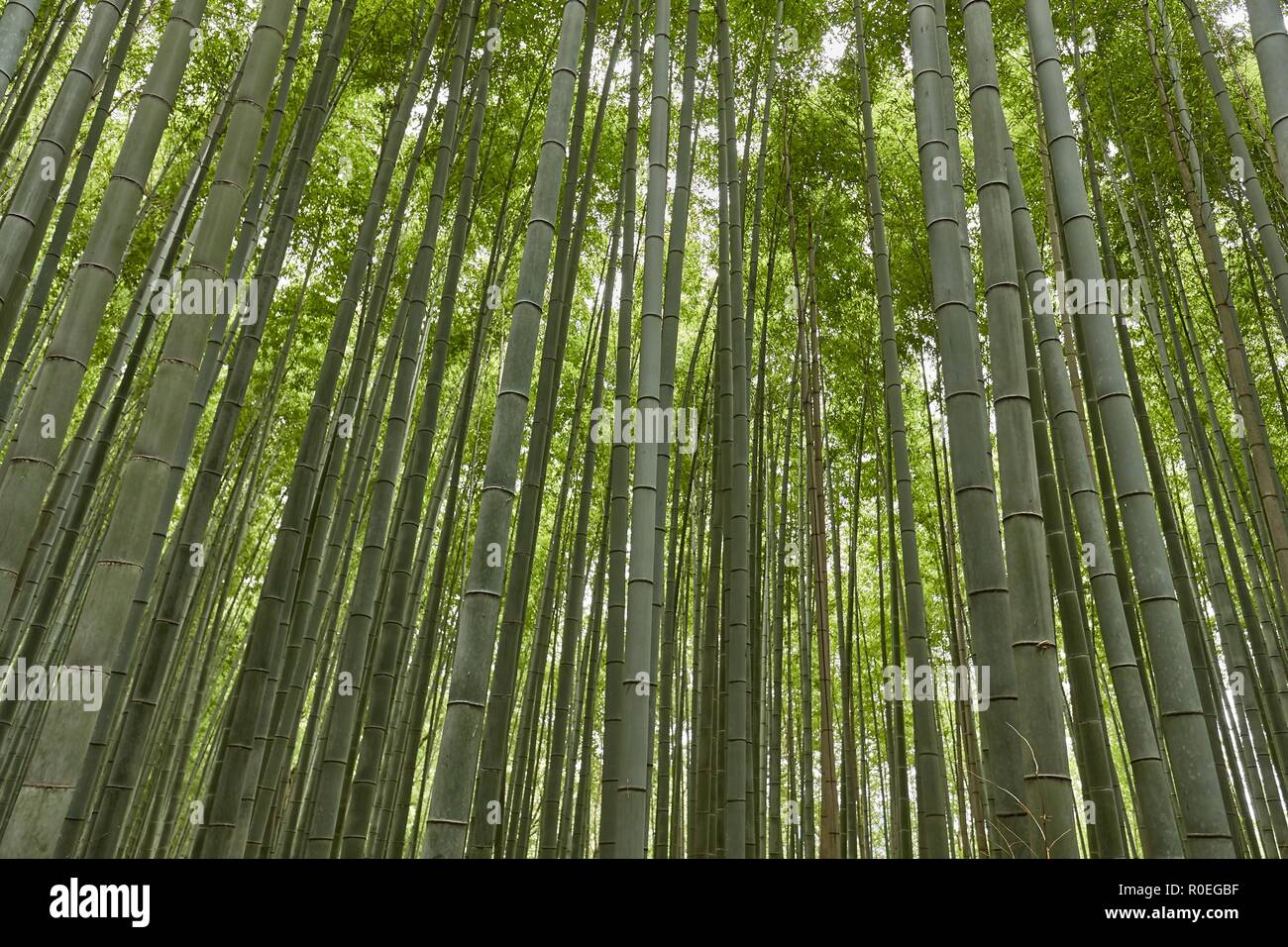 Tall Bamboo Plants Stock Photo Alamy