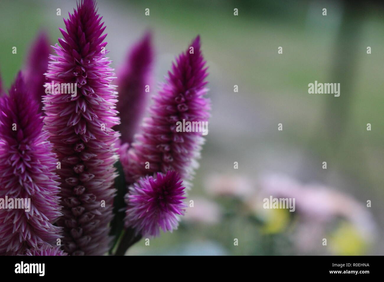 Purple woolflower from Germany. Stock Photo