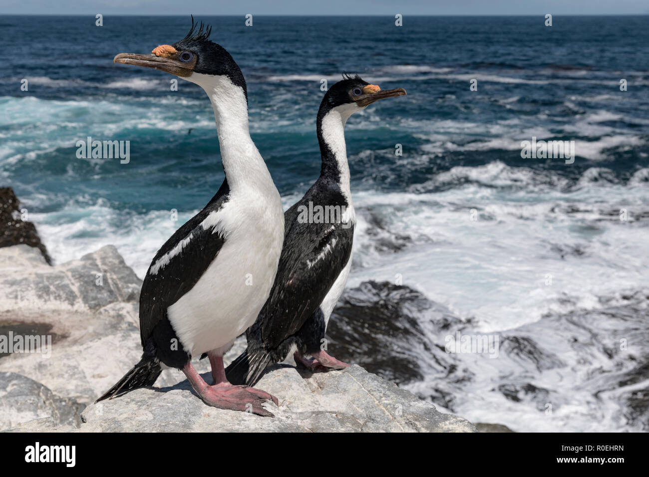King shag phalacrocorax atriceps hires stock photography and images
