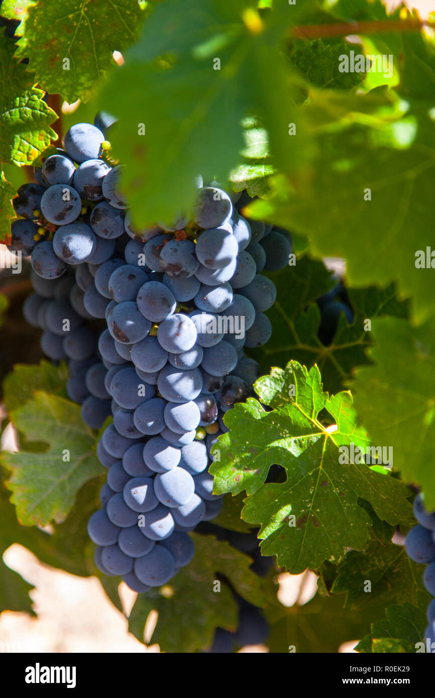 Bunch of red wine grapes, at a vineyard in Bordeaux, France Stock Photo