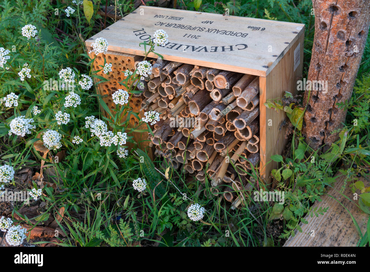 Bee housing in holes and sticks in old wine crate Stock Photo