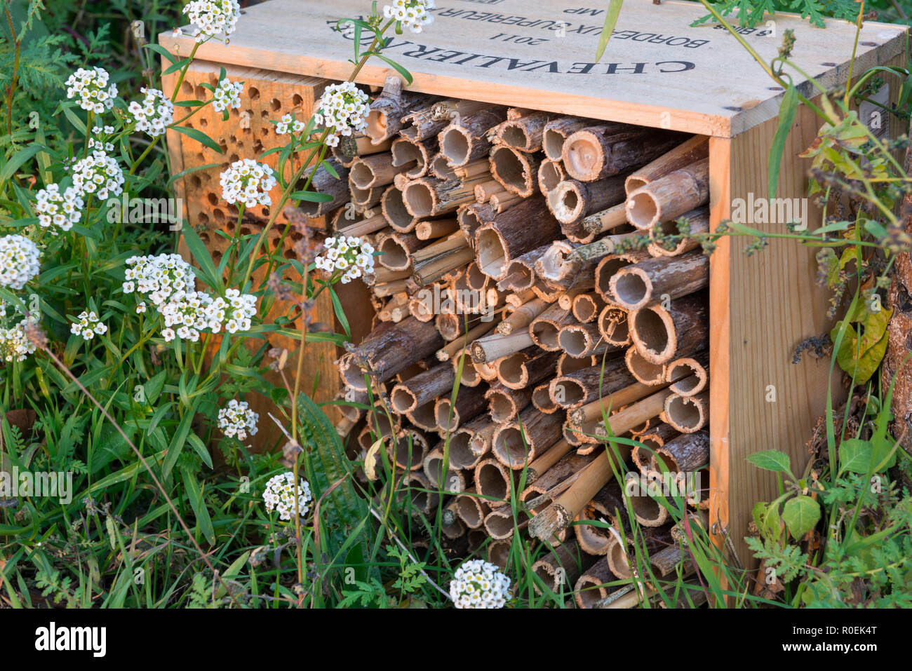 Bee housing in holes and sticks in old wine crate Stock Photo