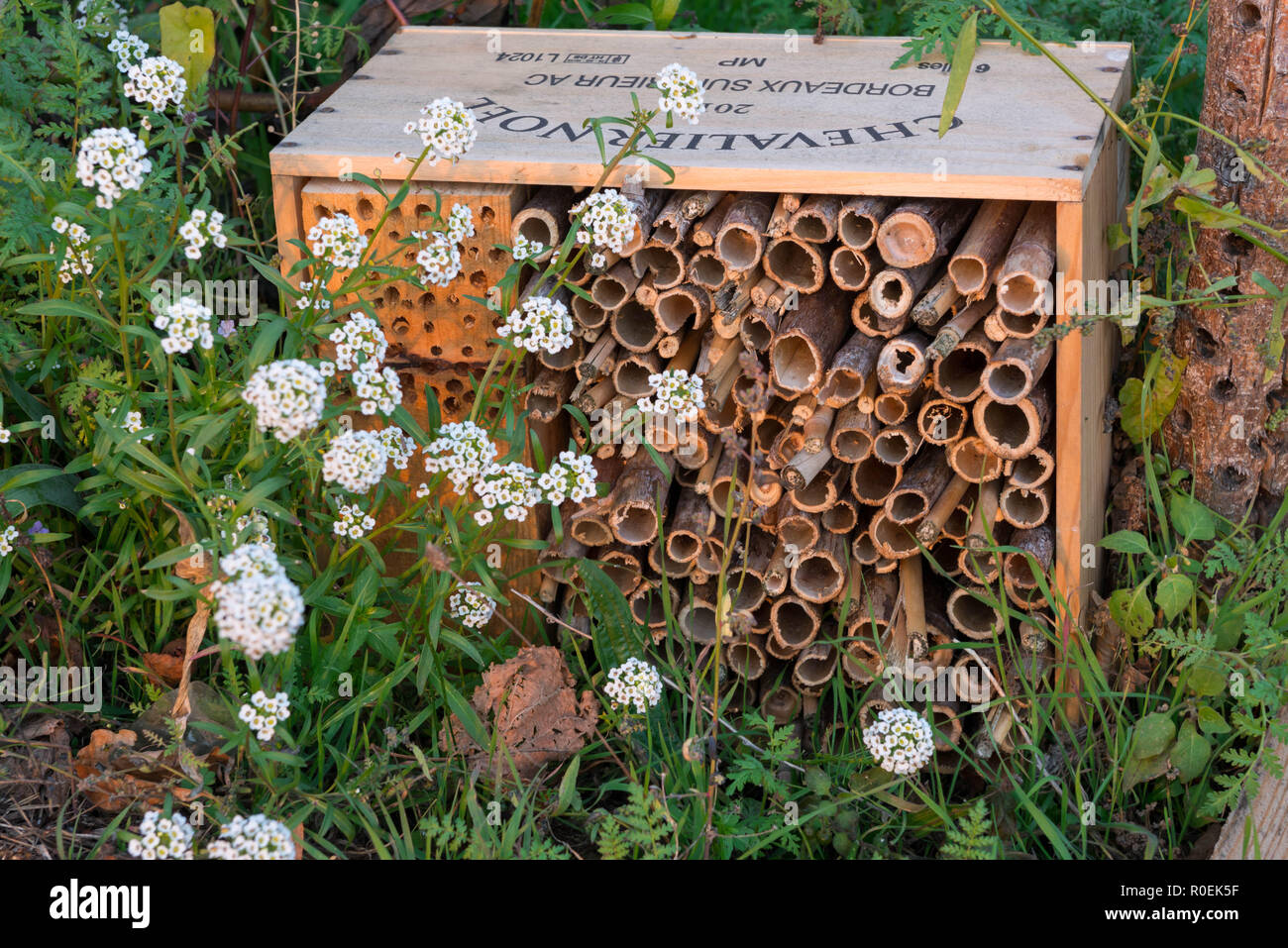 Bee housing in holes and sticks in old wine crate Stock Photo