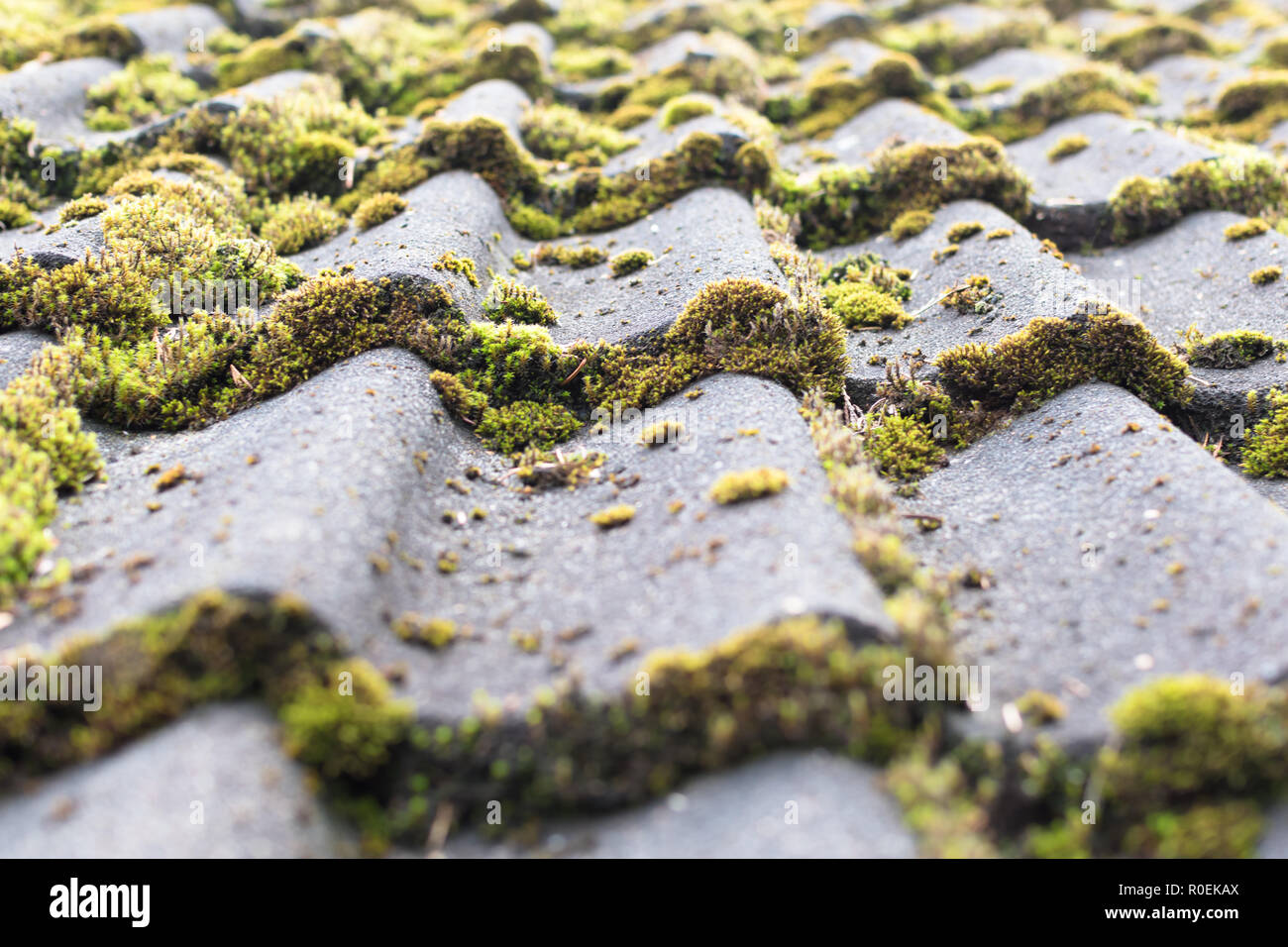 Roof tiles covered by moss Stock Photo Alamy