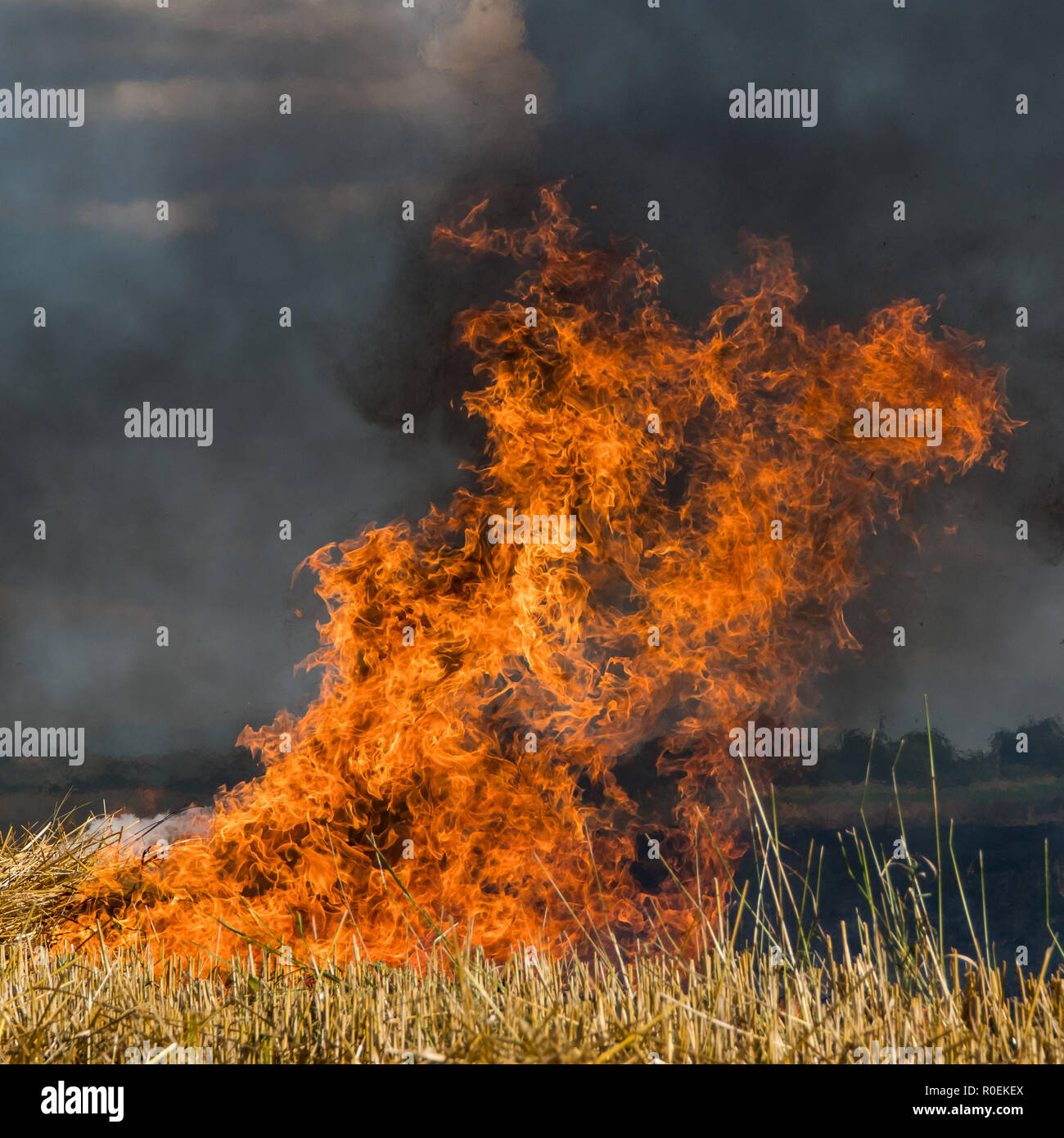 Burning dry field with very high flammes- farming area - dangerous fire Stock Photo