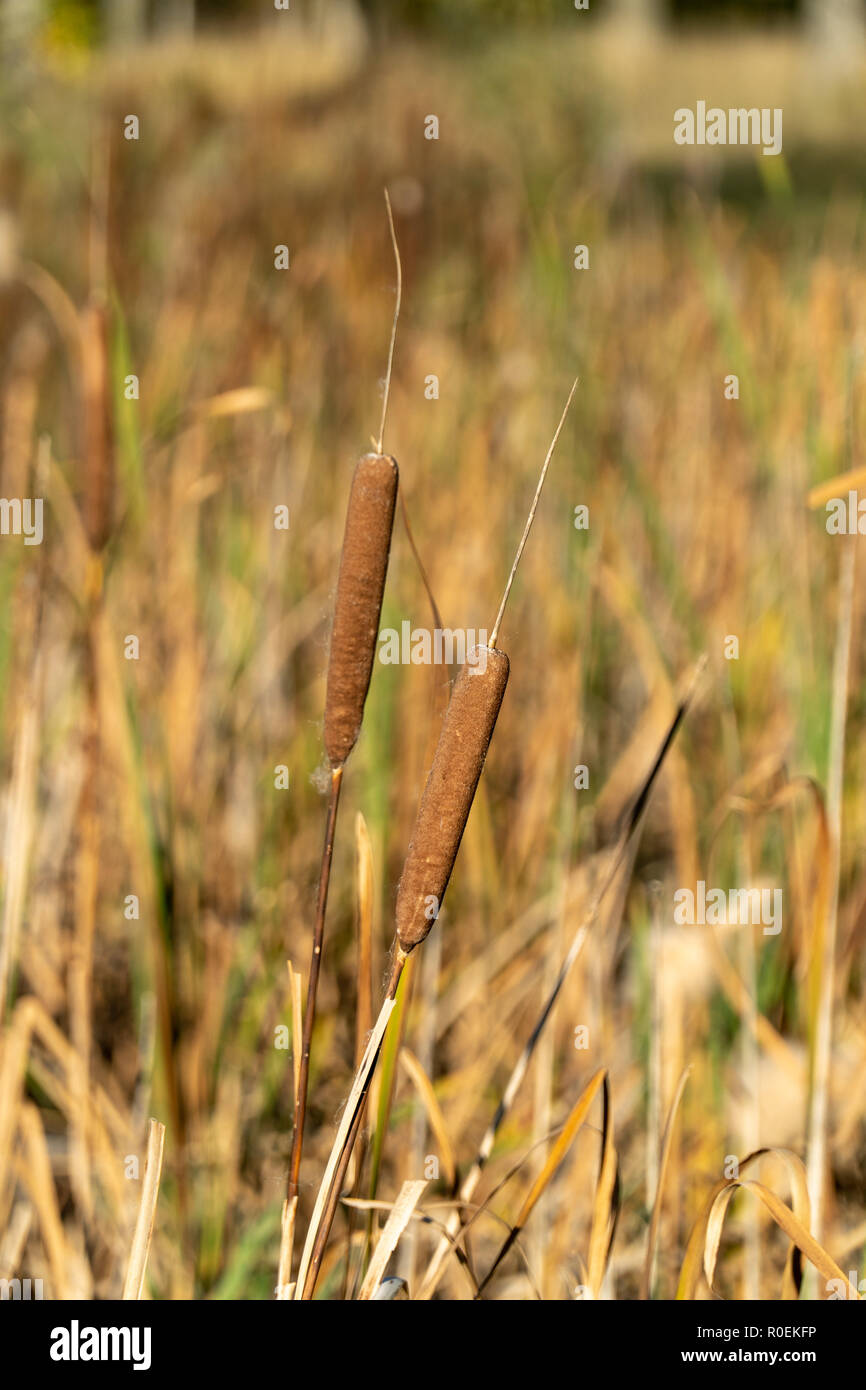 Close-Up of brown colored mature female flower spikes of broadleaf cattail or Typha latifolia  on a sunny autumn day Stock Photo