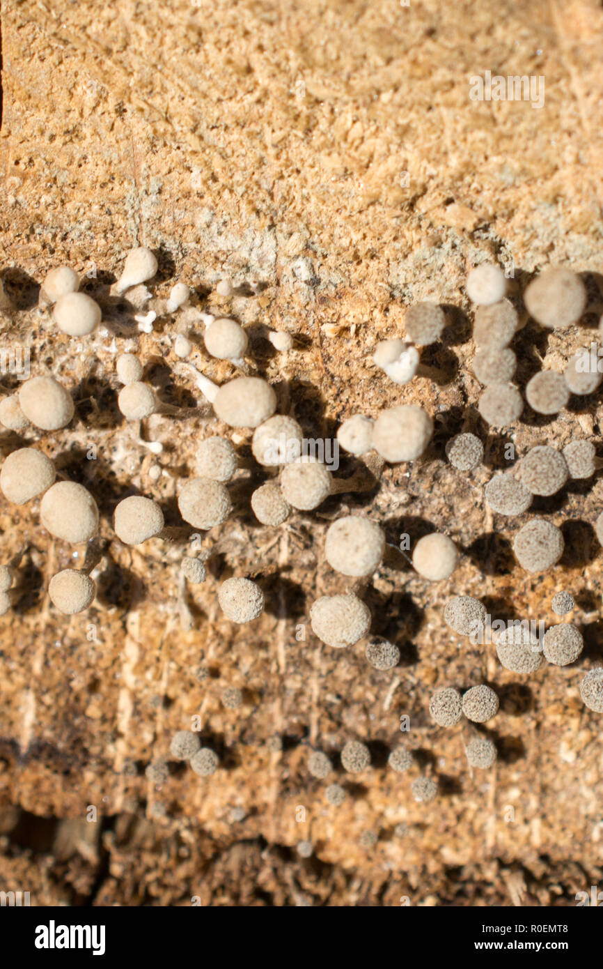 fungi growing on a fallen tree trunk Stock Photo - Alamy