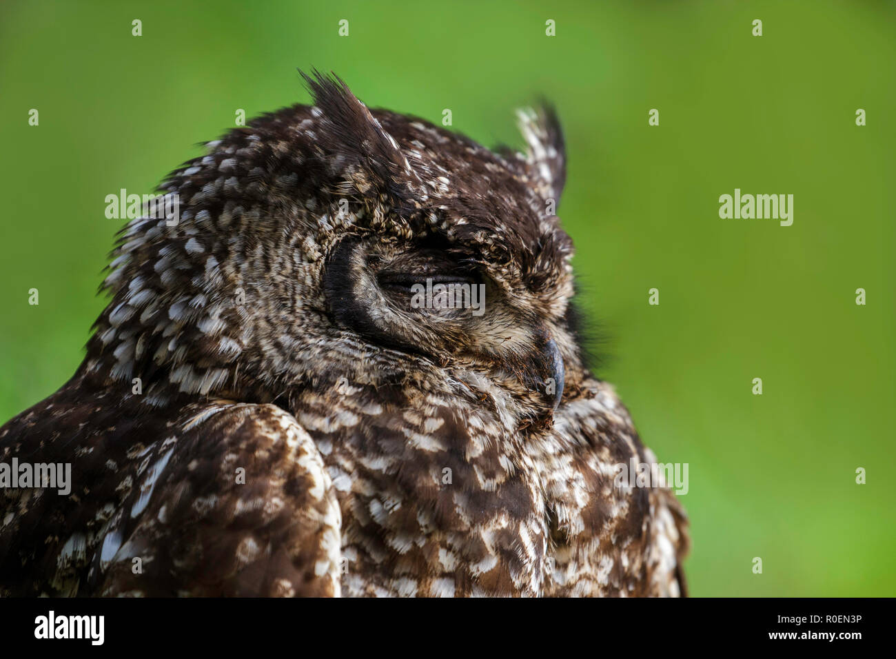 Spotted EagleOwl Bubo africanus Kirstenbosch Botanical Garden, Cape