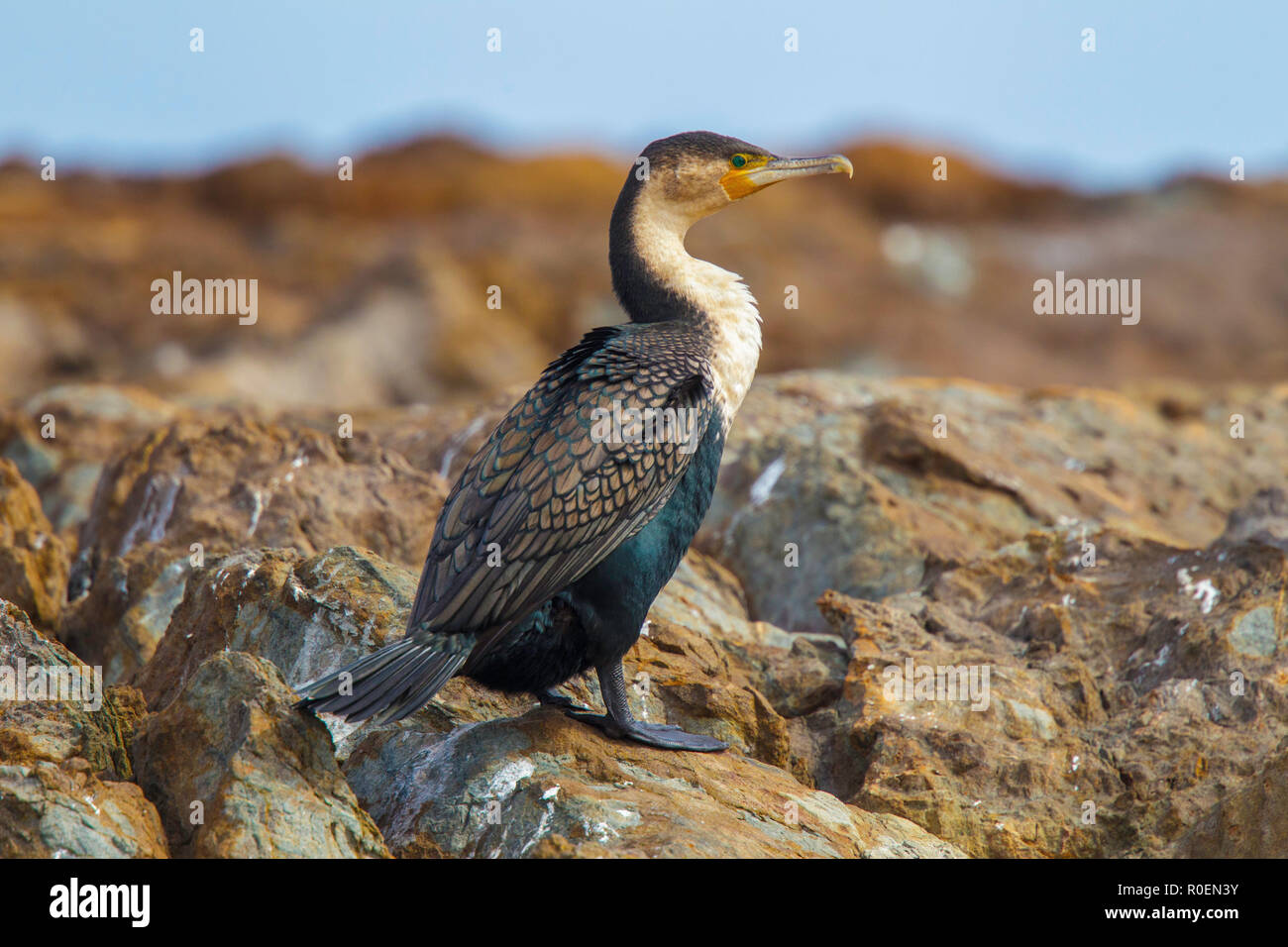 White-breasted Cormorant  Phalacrocorax lucidus Cape Town, Western Cape District, South Africa 5 September 2018     Adult     Phalacrocoracidae Stock Photo
