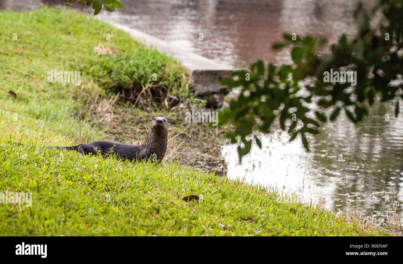 River otter florida hi-res stock photography and images - Alamy