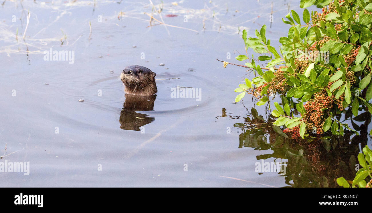 River Otter Florida Stock Photos & River Otter Florida Stock Images - Alamy