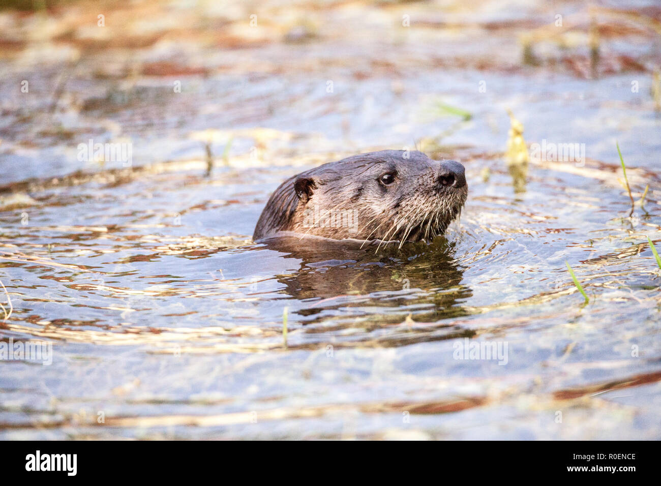 River Otter Florida Stock Photos & River Otter Florida Stock Images - Alamy