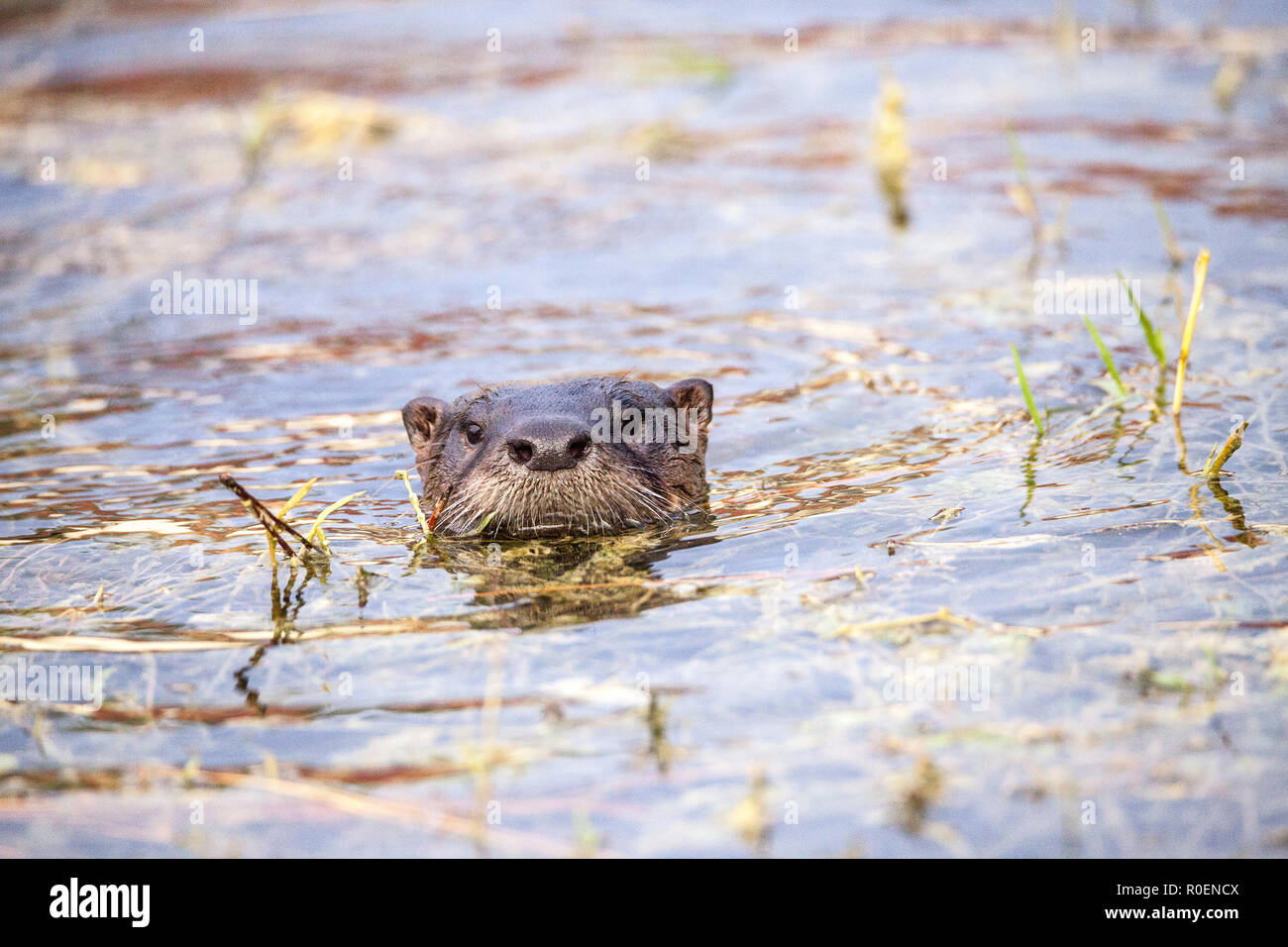River Otter Florida Stock Photos & River Otter Florida Stock Images - Alamy