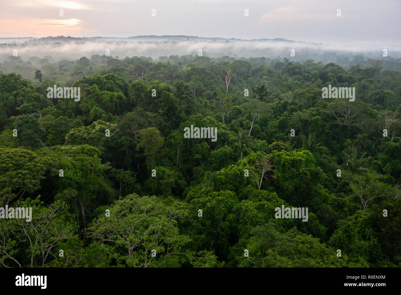Amazon Rainforest from the area near Cristalino Lodge, Pará State, Brazil Stock Photo