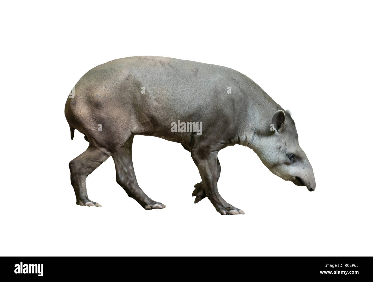 brazilian tapir isolated on white background Stock Photo