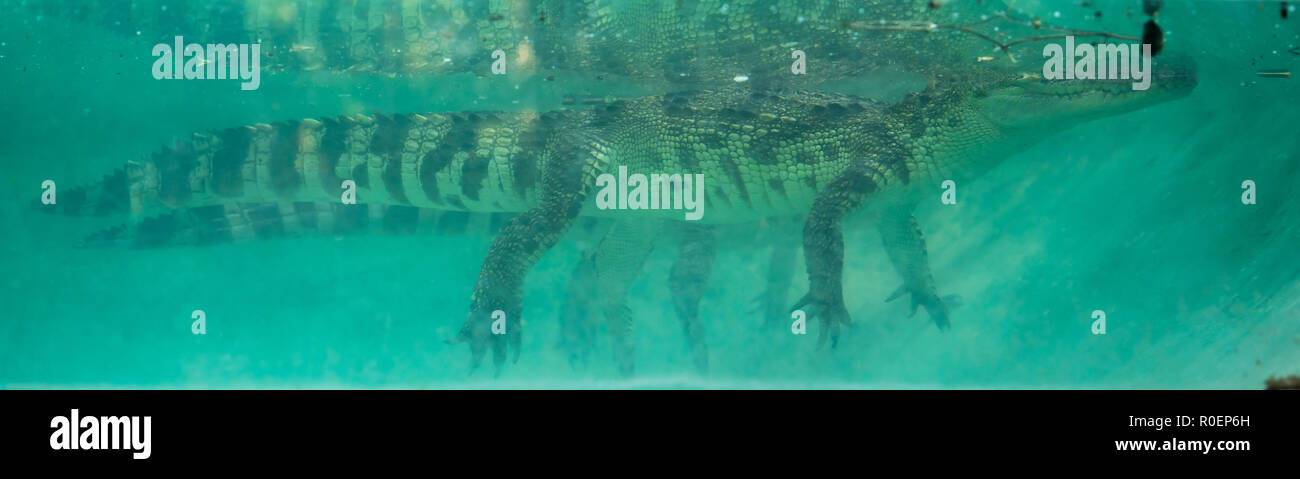 crocodile underwater in aquarium Stock Photo