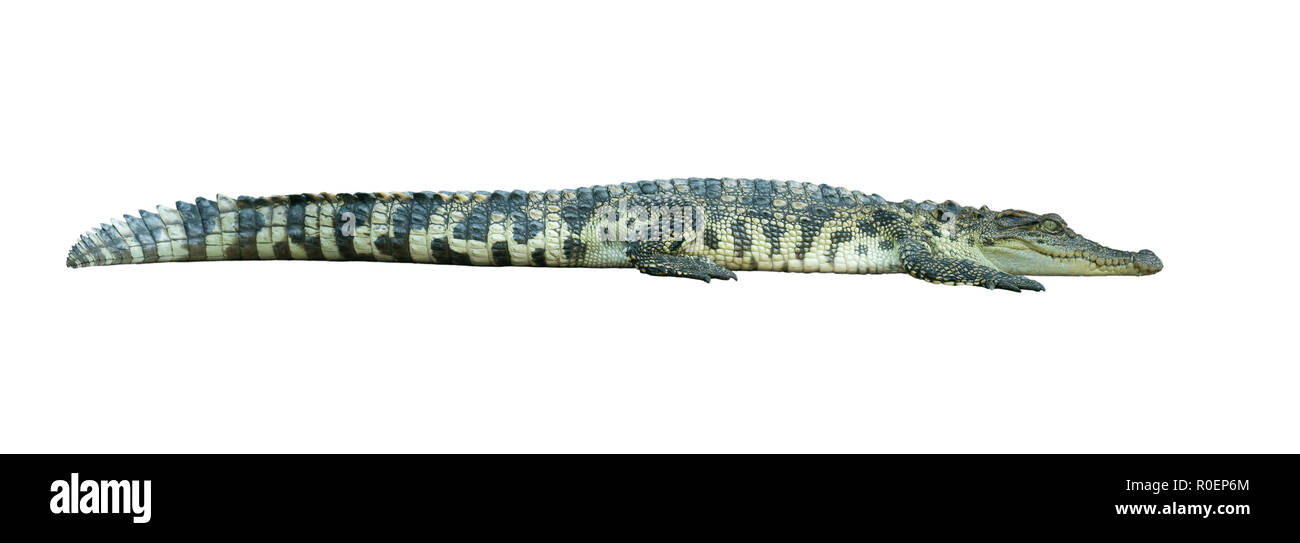 crocodile isolated on white background Stock Photo