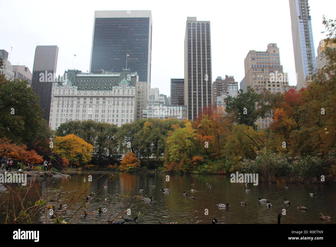 New York, USA. 02nd Nov, 2018. Ducks swim on a pond in Central Park. A colorful mandarin duck had appeared there some days ago and had mixed itself among the far less colorful mallard ducks resident there. (to dpa ''New York's most coveted bachelor': Metropolis puzzles about a duck' from 03.11.2018) Credit: Christina Horsten/dpa/Alamy Live News Stock Photo