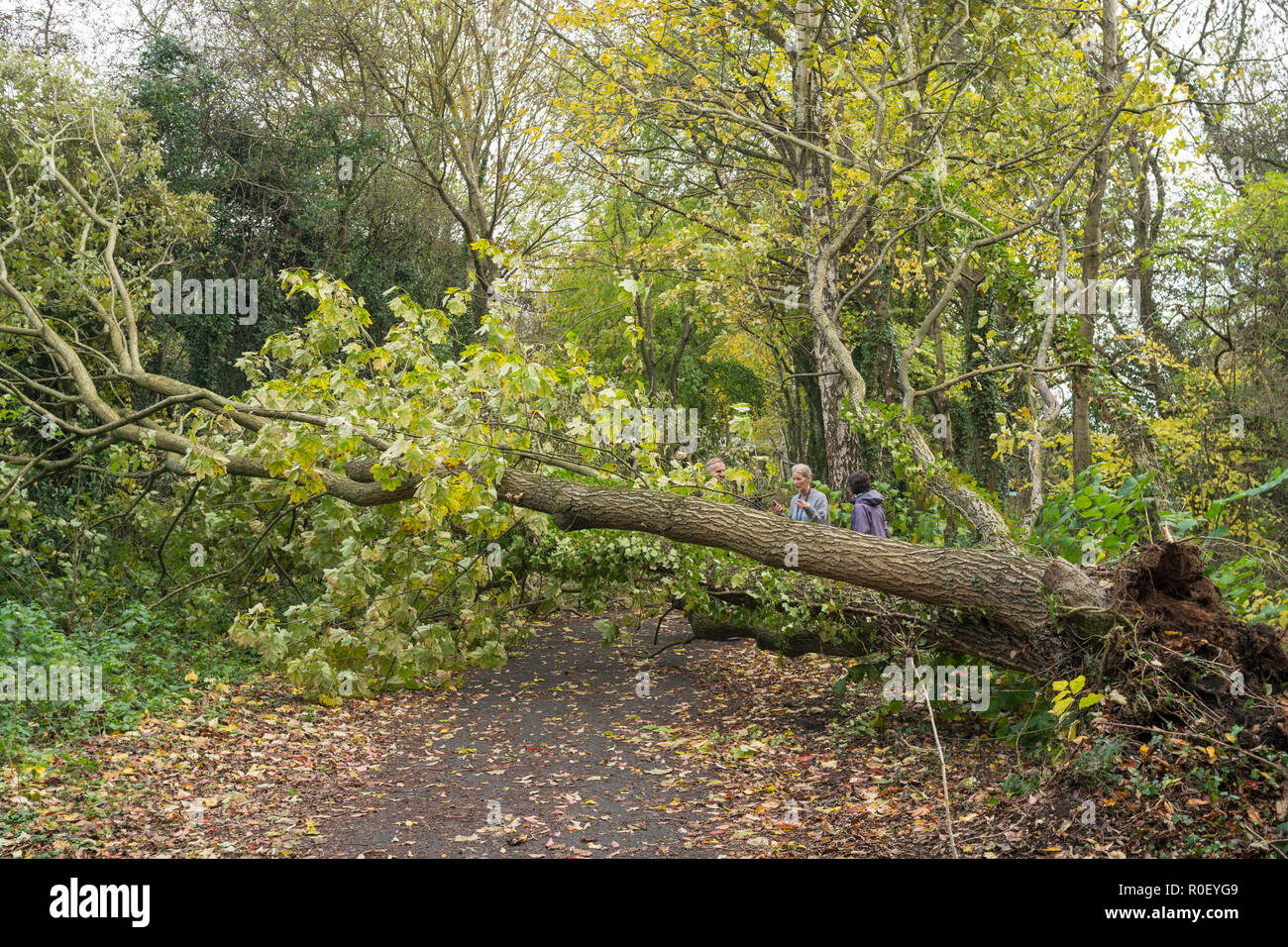 Wylam, UK. 4th November 2018. A result of Storm Oscar. A tree blown down overnight on the ex railway cycle path heading west from Wylam, Northumberland, England (c) Washington Imaging/Alamy Live News Stock Photo