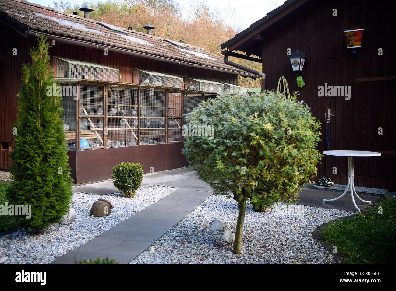 Pigeon Club High Resolution Stock Photography and Images - Alamy