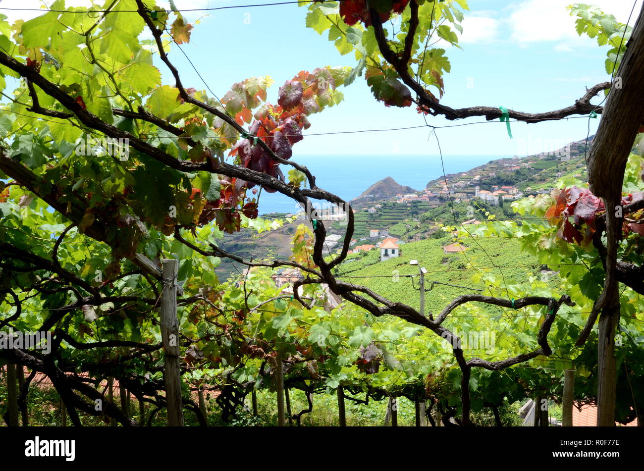 Vineyards with sea view near Estreito de Camara de Lobos, Madeira Stock Photo