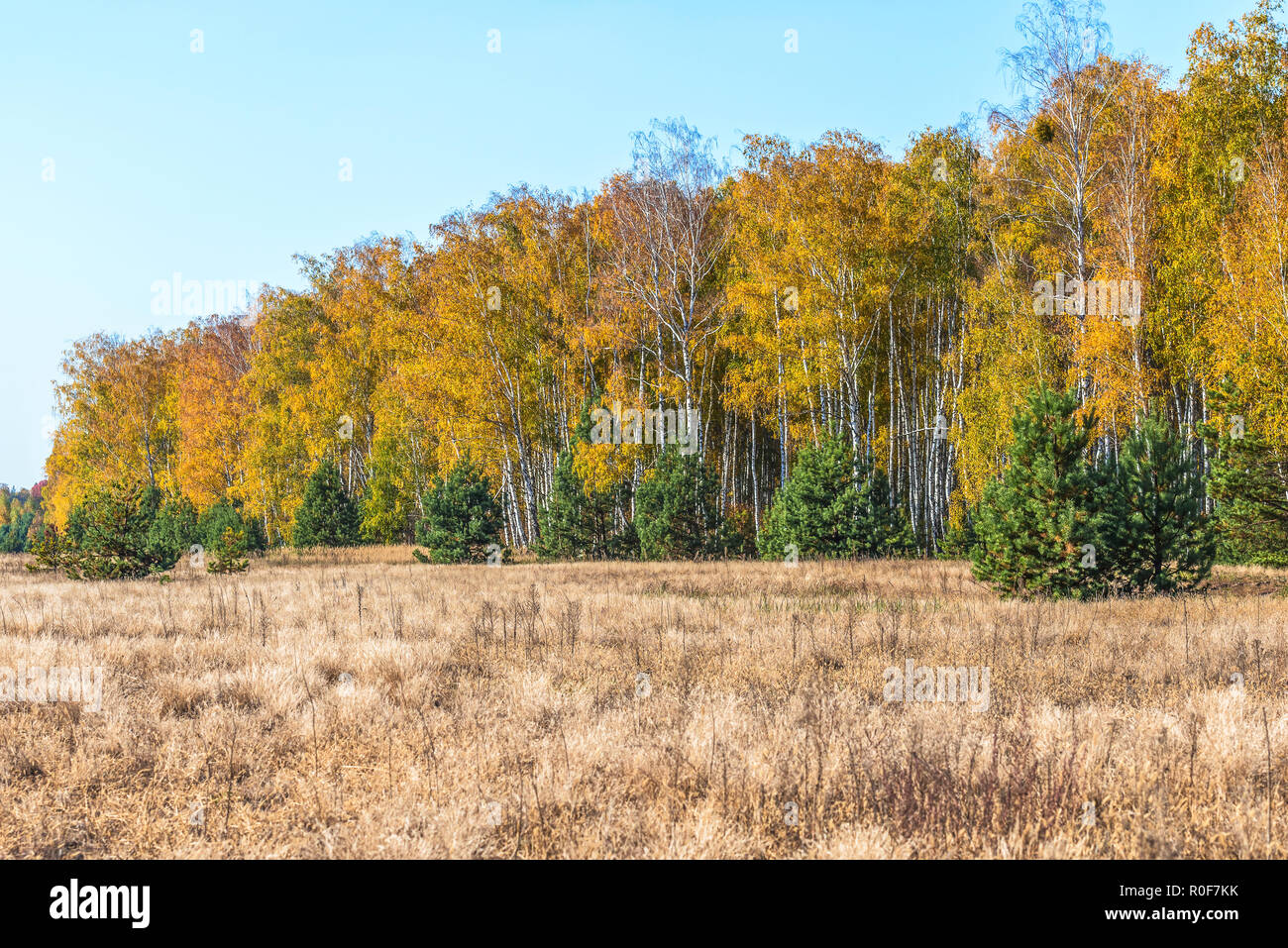 Autumn forest nature. Vivid morning in colorful forest with sun rays through branches of trees. Scenery of nature with sunlight. Stock Photo