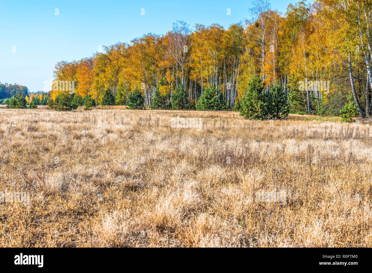 Autumn forest nature. Vivid morning in colorful forest with sun rays through branches of trees. Scenery of nature with sunlight. Stock Photo