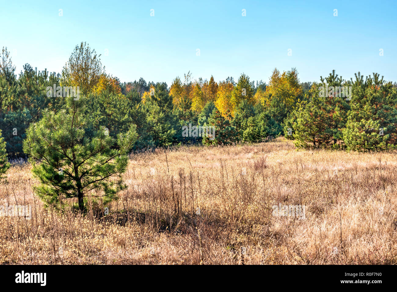 Autumn forest nature. Vivid morning in colorful forest with sun rays through branches of trees. Scenery of nature with sunlight. Stock Photo