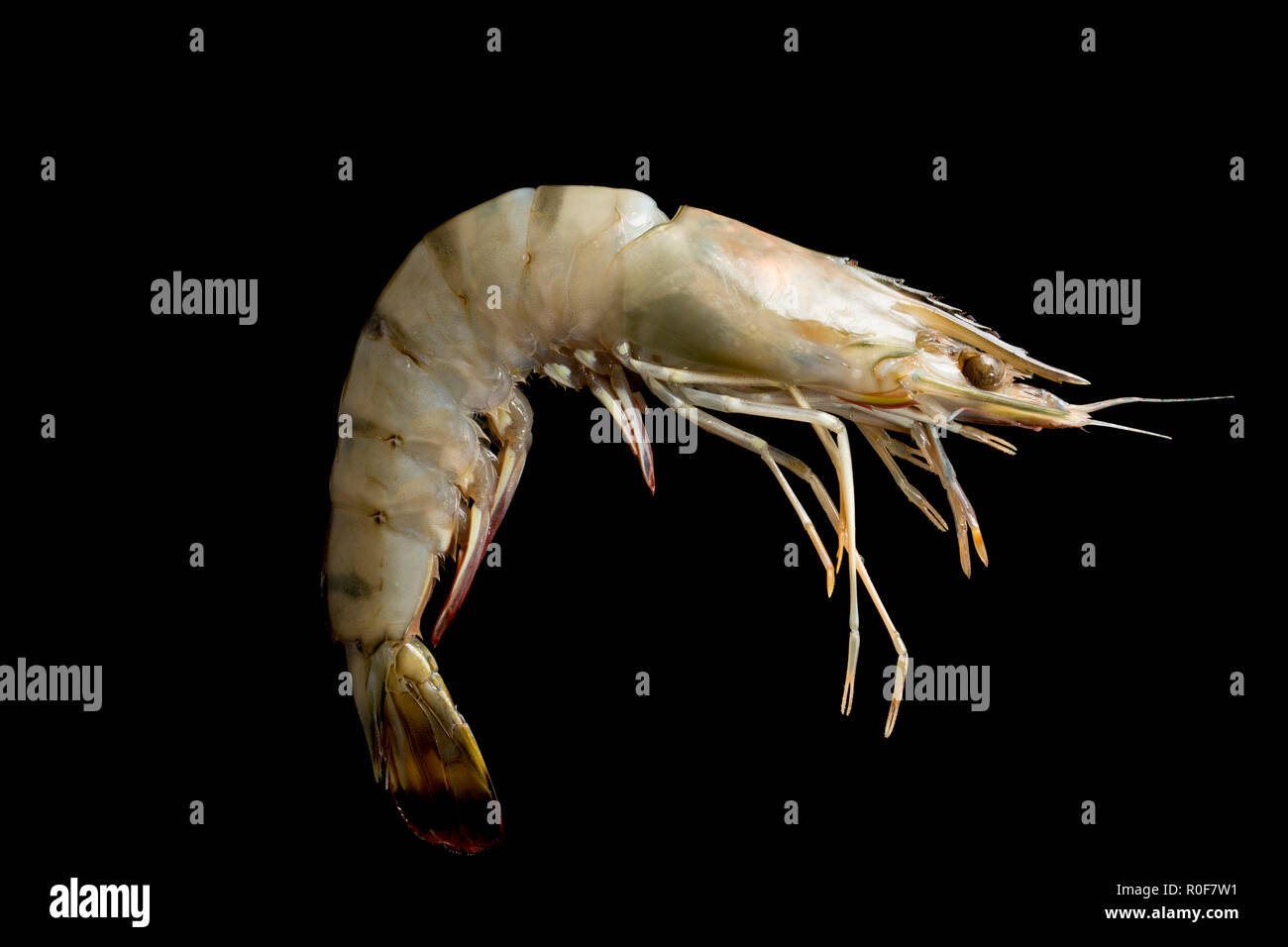 A single farmed raw tiger prawn imported to the UK from Madagascar and bought from a supermarket. Photographed on a black background. England UK GB Stock Photo