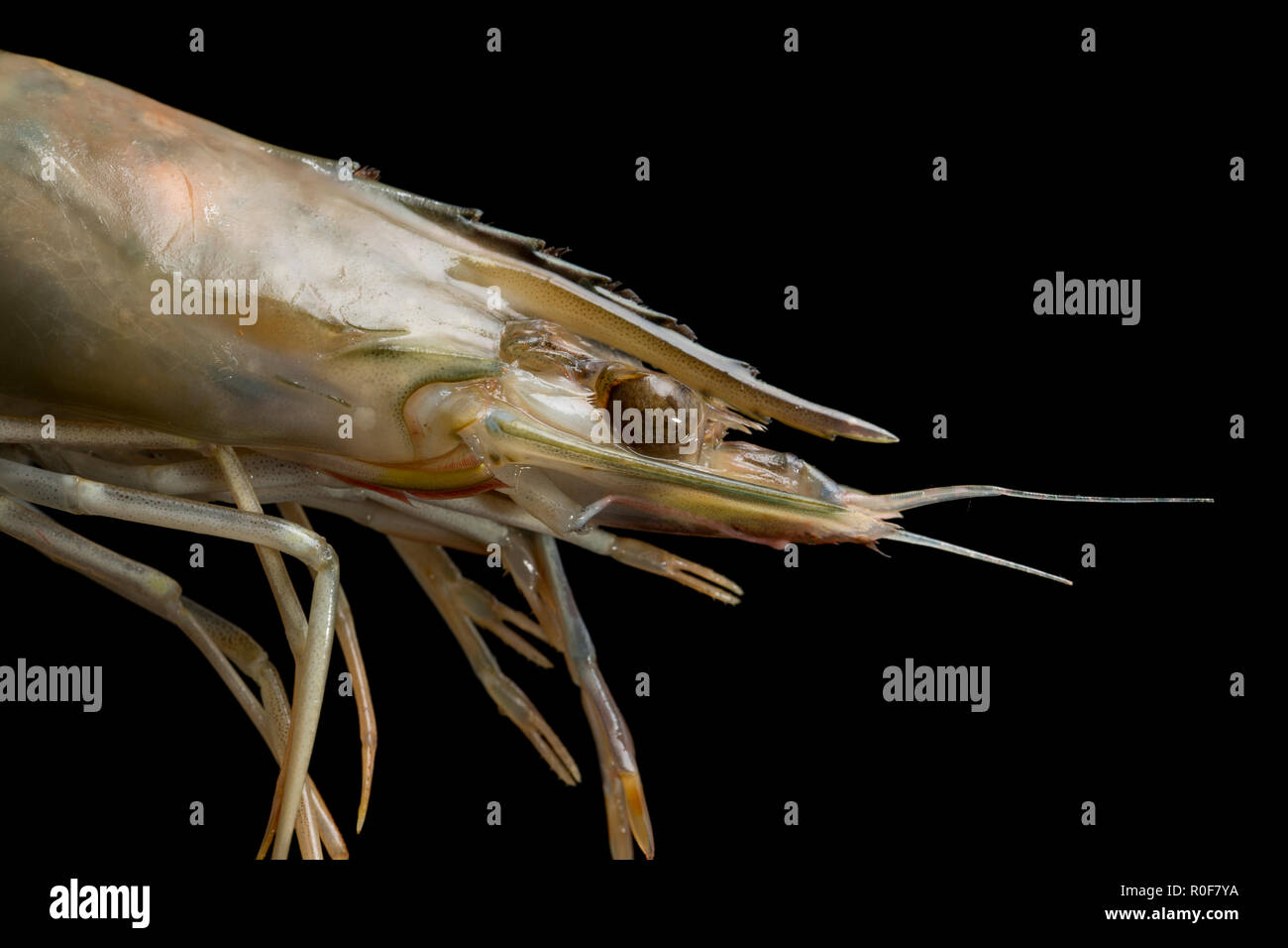 A single farmed raw tiger prawn imported to the UK from Madagascar and bought from a supermarket. Photographed on a black background. England UK GB Stock Photo