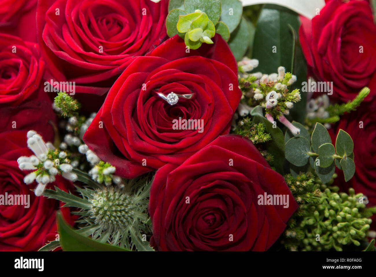Engagement ring sitting in the brides wedding bouquet of red roses Stock Photo