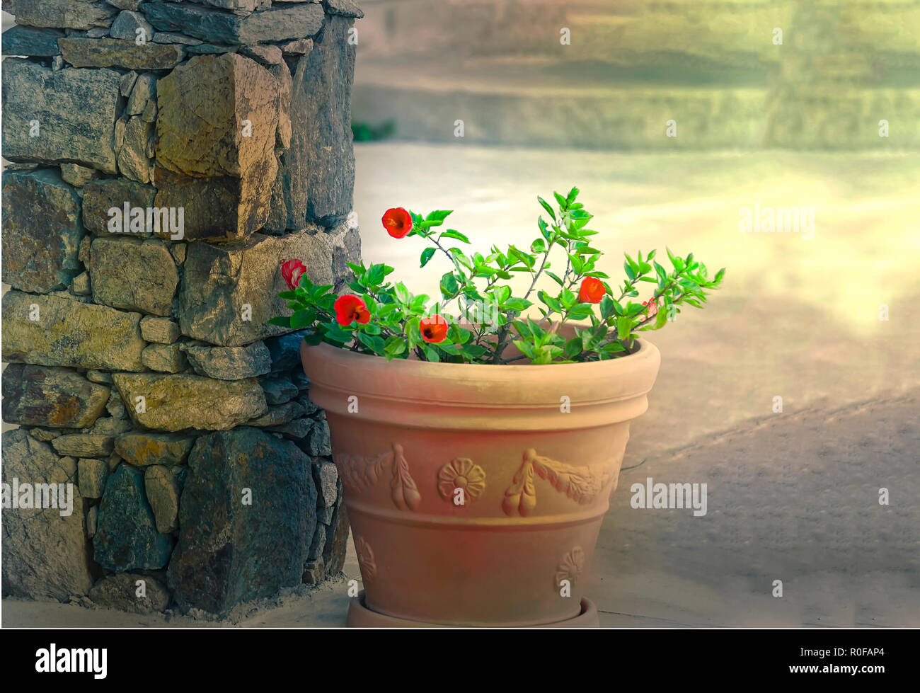 A ceramic pot with  red Hibiscus flowers in bloom.  Stock Image. Stock Photo