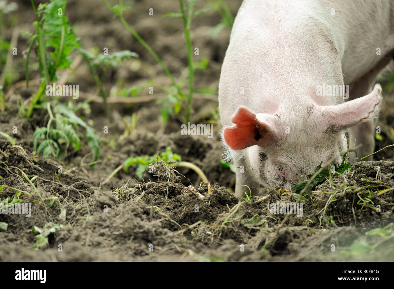 Young pig digging soil to eat grass roots Stock Photo Alamy