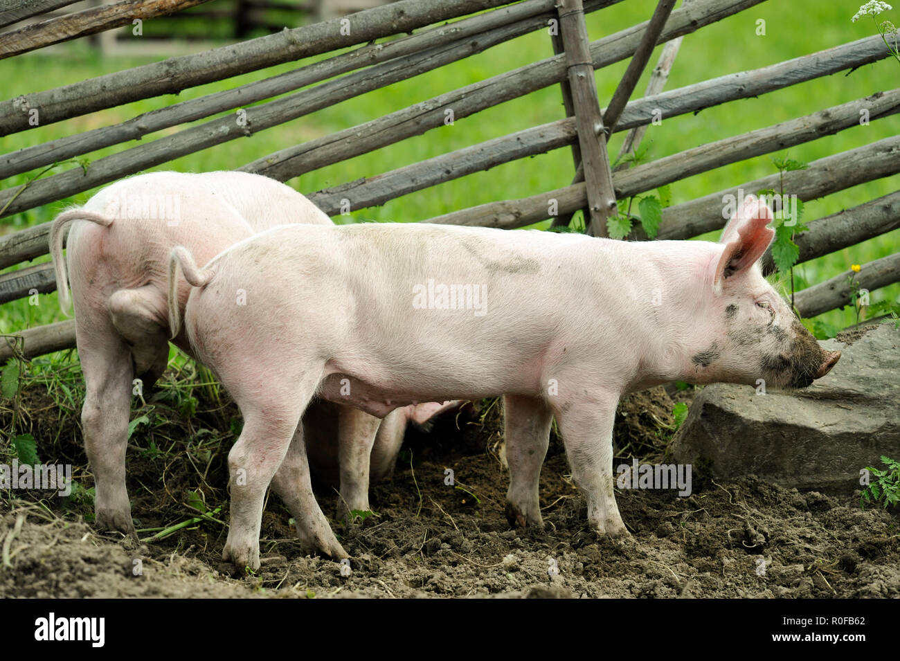 Young pigs digging the dirt Stock Photo