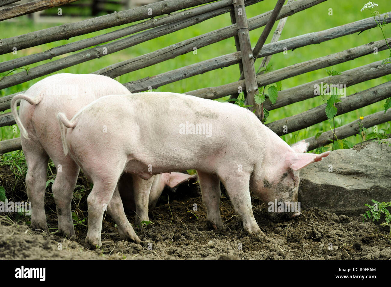 Young pigs digging soil to eat grass roots Stock Photo Alamy