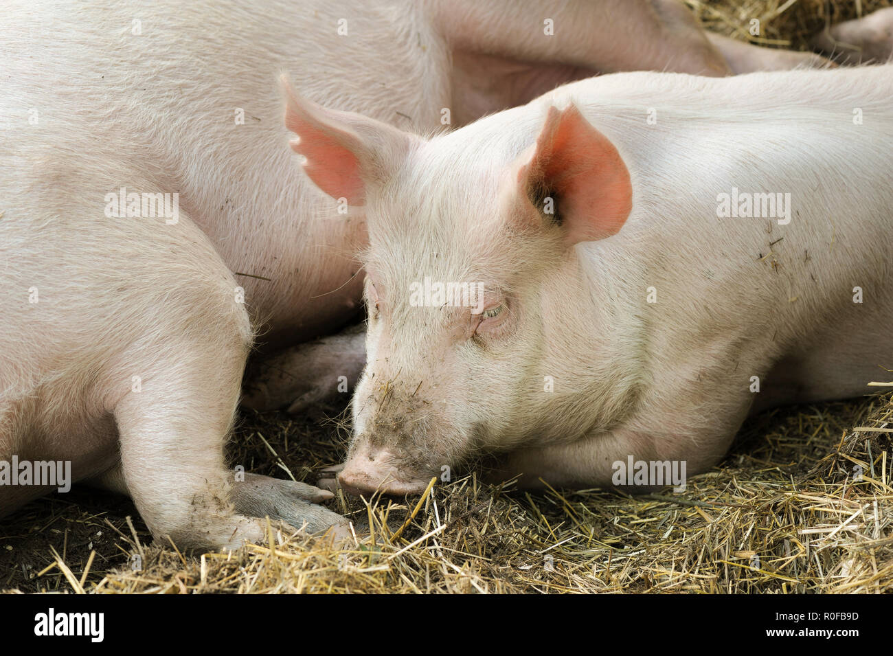 Pigs laying on hay and straw Stock Photo