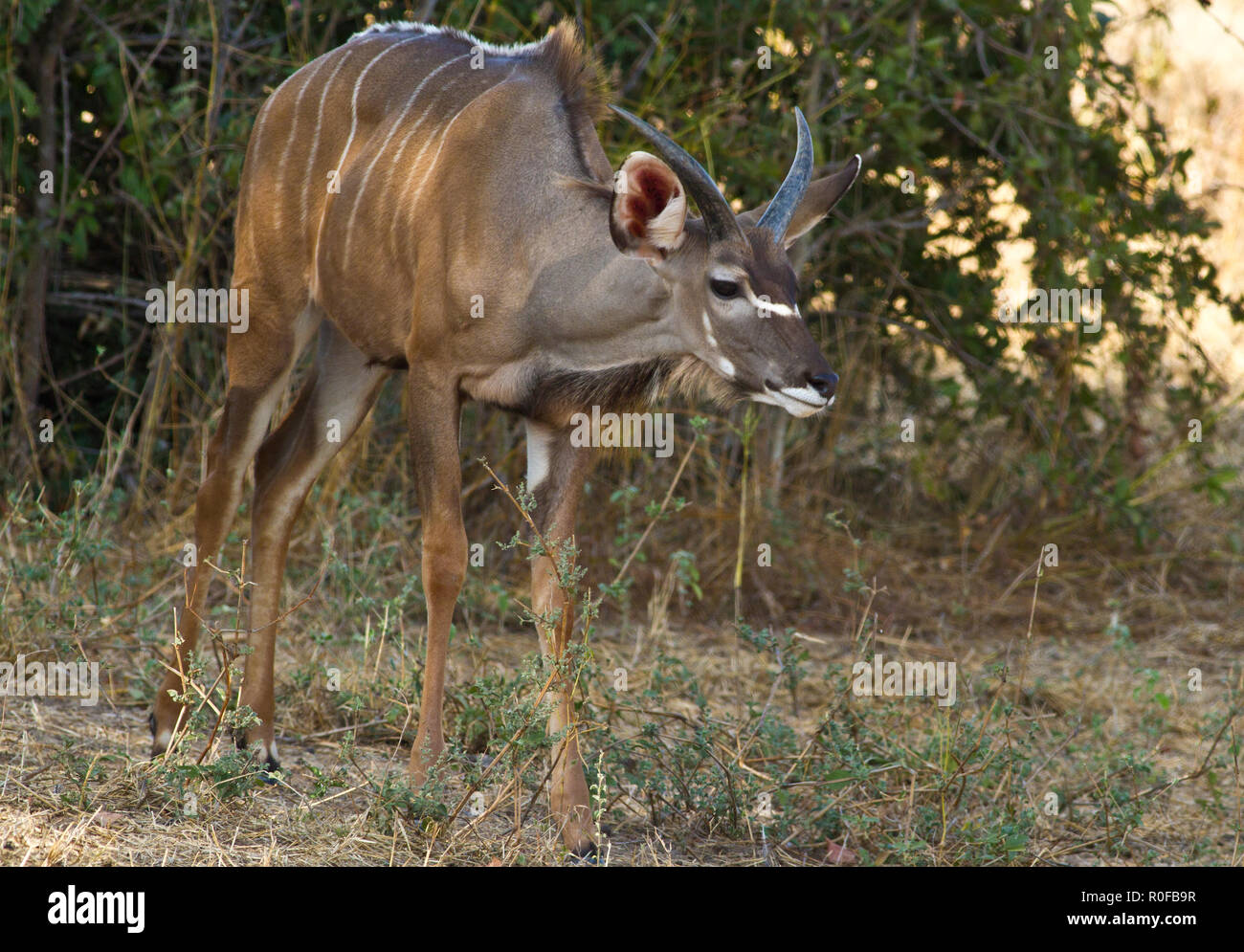 The male Greater Kudu only independant of their natal group as
