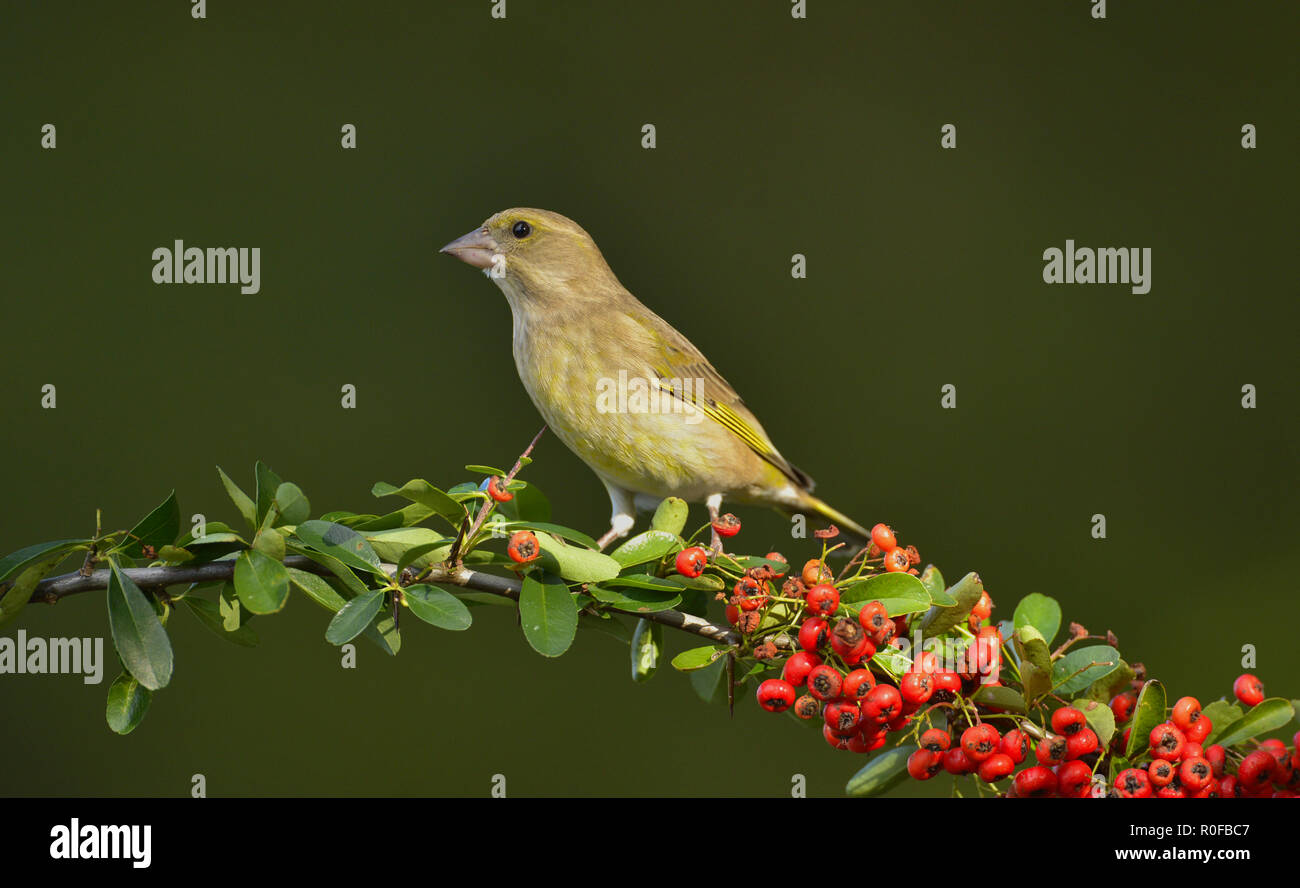 Greenfinch (Carduelis chloris), female on pyrocanthus twig with berries Stock Photo
