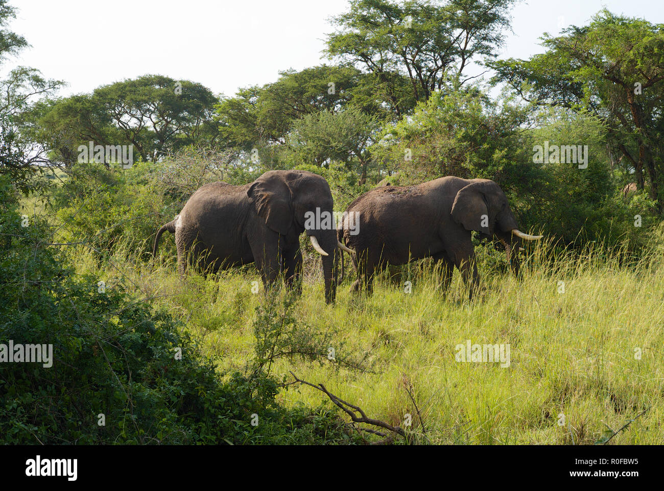 Two African Elephants with Large Tusks in the Bush Murchison Falls National Park, Uganda Stock Photo